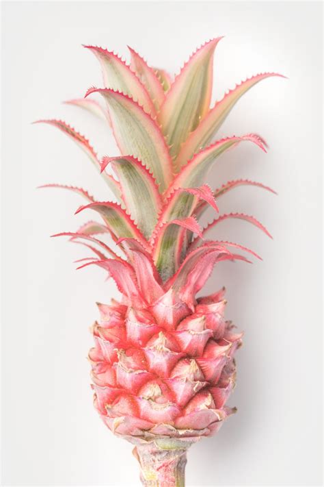 PinkPineapple